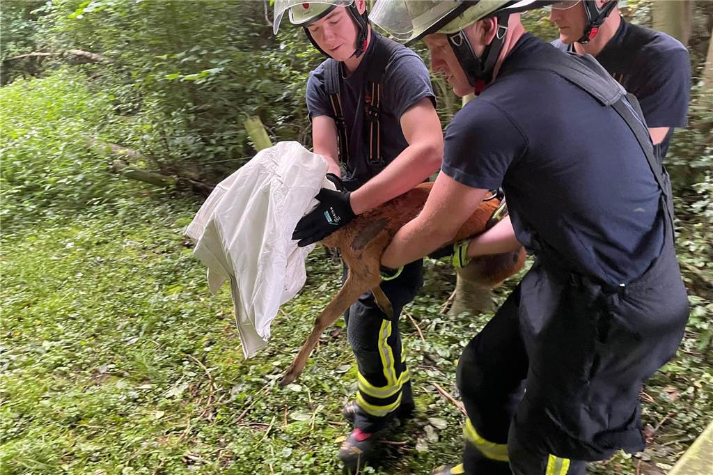 Feuerwehrmänner tragen Reh zurück in den Wald.