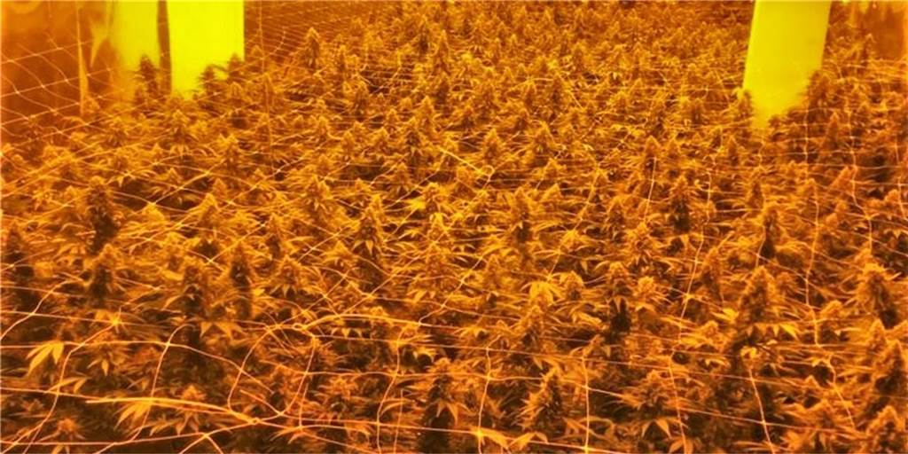 Drogenplantage in Ottenstein: Prozess beginnt am Landgericht 1245 Cannabispflanzen hat die Polizei in einer Halle an der Kettelerstraße in Ottenstein entdeckt. Nun stehen drei Männer wegen des Handeltreibens mit Betäubungsmitteln vor Gericht.