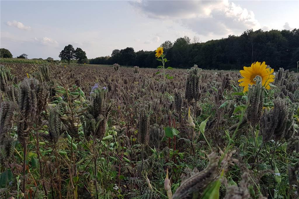 So clever kombiniert die Bürgerstiftung Blütenpracht, Naturschutz und ein paar Einkünfte 12.500 Quadratmeter umfasst die Fläche der Blühwiese. Noch können Interessierte Patenschaften für Teile der Fläche übernehmen.