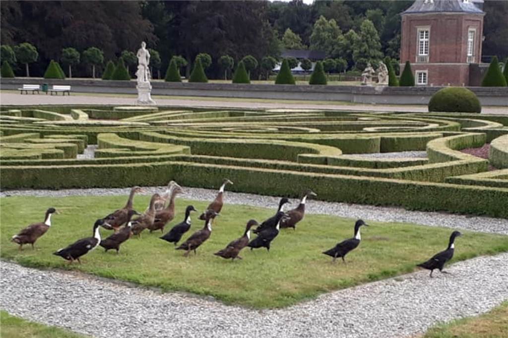 Vom Gärtnerschreck zur beherrschbaren Gefahr: Was macht eigentlich der Buchsbaumzünsler? Laufenten bekämpfen in Nordkirchen im Schlosspark den Buchsbaumzünsler.