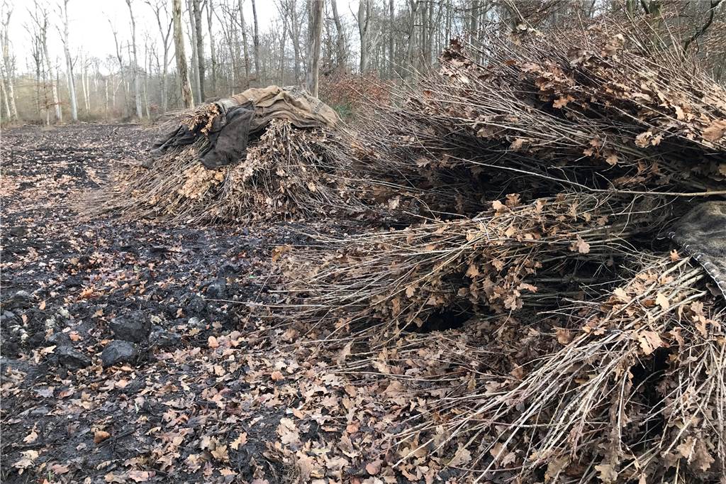 „Der ganze Wald wird sterben!“ 12.000 neue Bäume sollen Grutholz retten 18.000 Stecklinge, junge Bäume im Alter von zwei Jahren, werden Anfang 2021 im Grutholz und in Bladenhorst in den Wäldern gepflanzt, um beschädigte Flächen wie diese wieder aufzuforsten und auch alte Bäume zu retten.