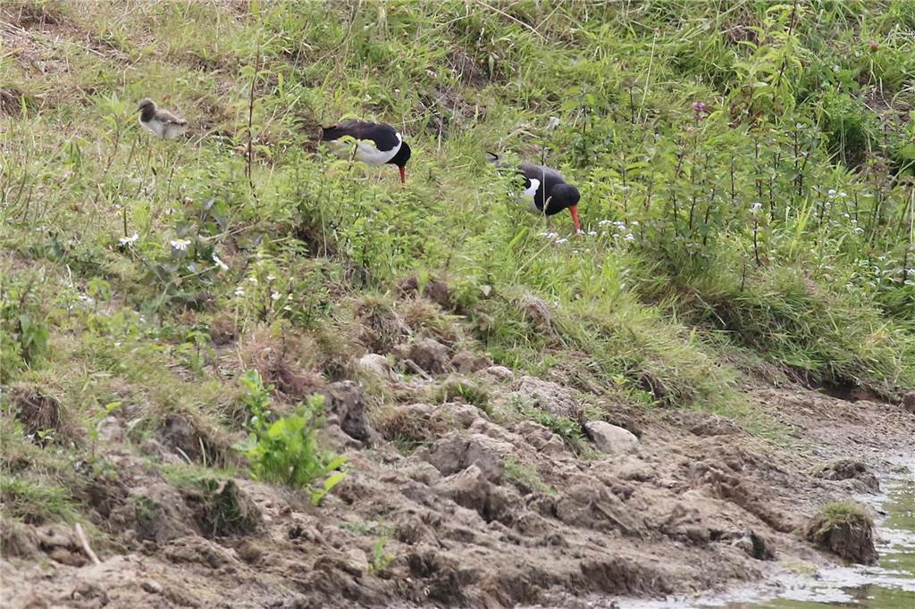 Trotz Baustelle: Nordsee-Vogel nistet auf dem Dach der Olfener Stadthalle 2018 hat Joachim Schillig dieses Foto von einem Paar Austernfischer und ihrem Jungen am Strand der Stever gemacht, den man von der Brücke an der Steverstraße sehen kann. Die Vögel leben eigentlich an der Nordsee - und seit ein paar Jahren auch in Olfen.