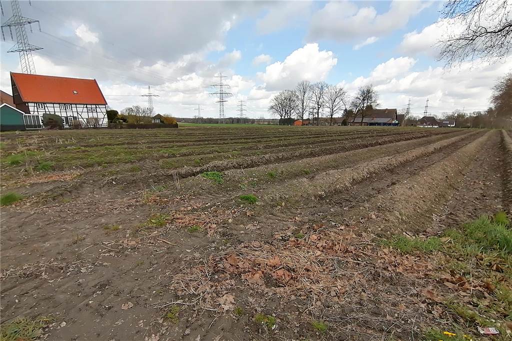 Hof Menken: Nasser Boden behindert frühen Start in die Spargel-Saison Spargelfeld an der Oststraße in Castrop-Rauxel. Im Hintergrund ein Fachwerkhaus.