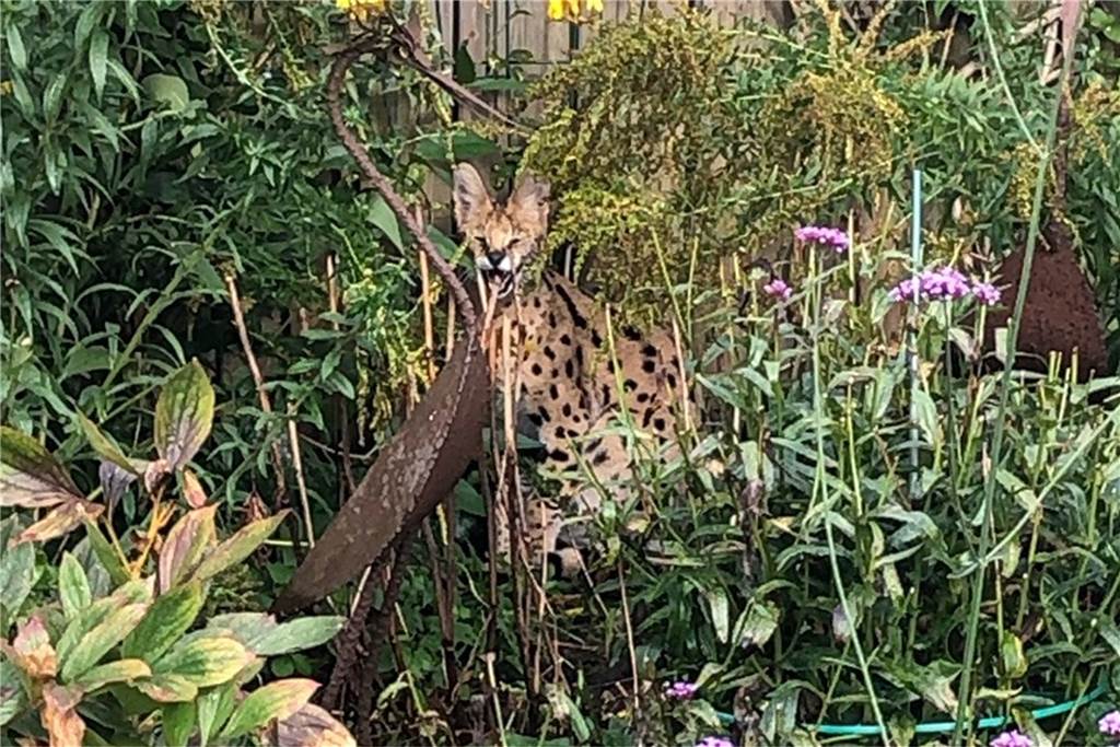 Eine Wildkatze sitzt im Blumenbeet eines Stadtlohner Gartens.