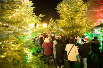 2021 soll der Glitzerwald wieder für weihnachtliche Stimmung in der Altstadt sorgen.