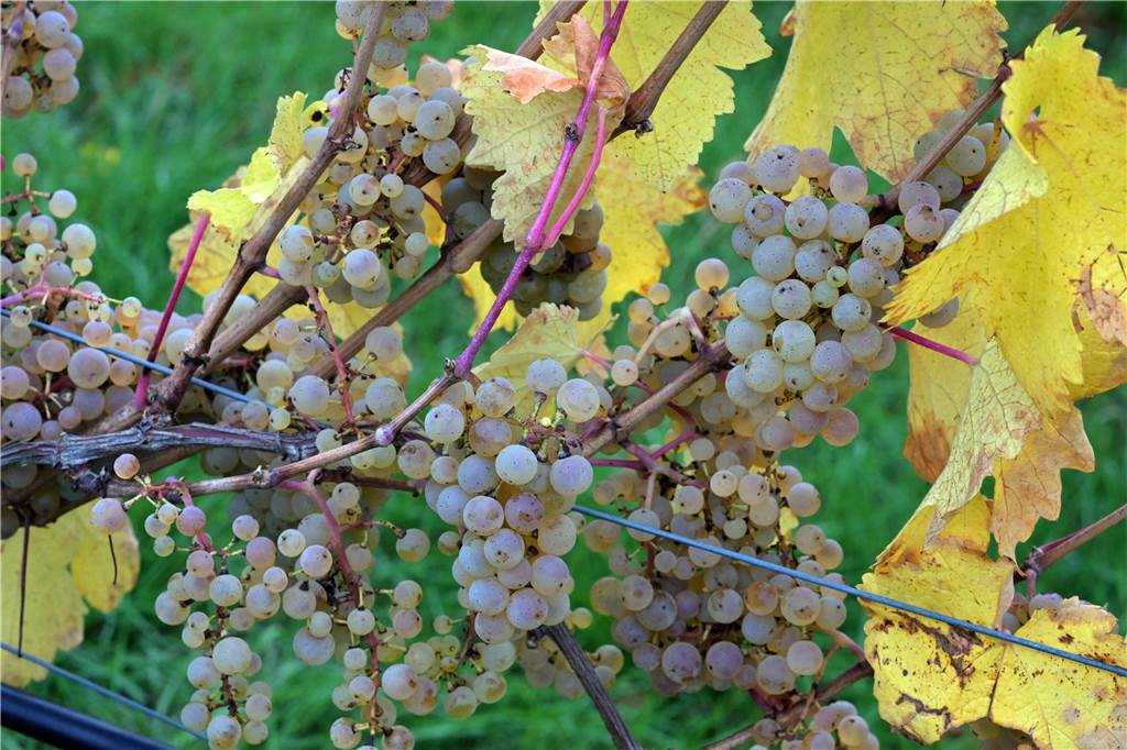 2022 war ein gutes Weinjahr, daher hängen reichlich Trauben an den Reben. Aus ihnen werden gut 900 Flaschen Wein entstehen.