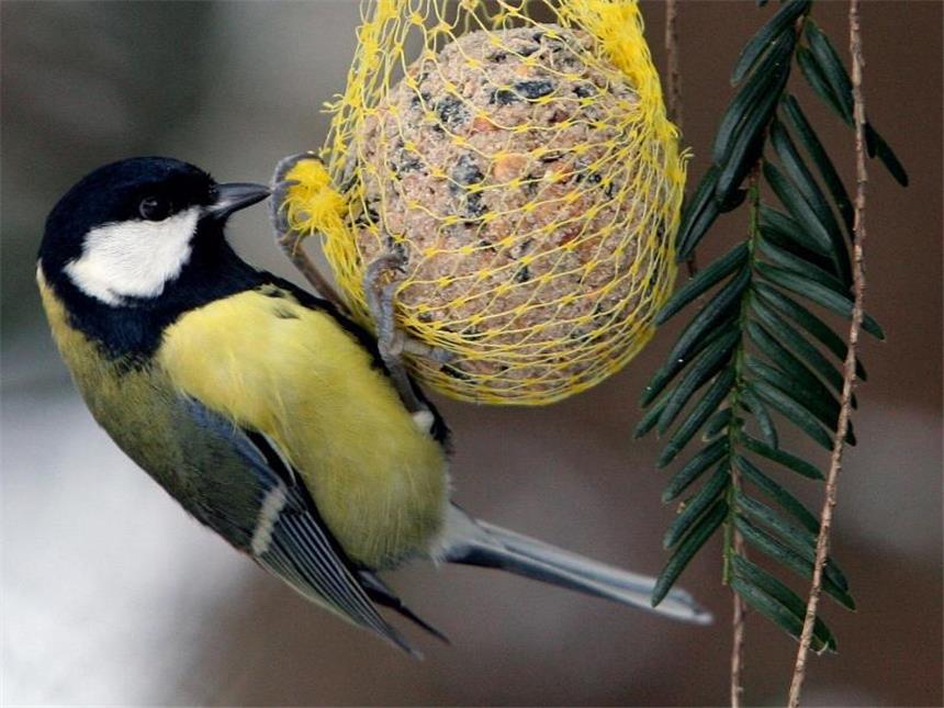 Brutvogel-Bestand in Deutschland nimmt ab 248 einheimische Vogelarten brüteten in den vergangenen Jahren regelmäßig in Deutschland. Zu den häufigsten gehört nach Buchfink und Amsel die Kohlmeise. Foto: Peter Endig