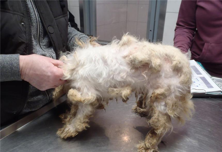 Veterinäramt beschlagnahmt 270 Hunde 270 Hunde wurden vom Fachdienst Veterinär- und Lebensmittelüberwachung in einer Schermbecker Hundezucht beschlagnahmt.