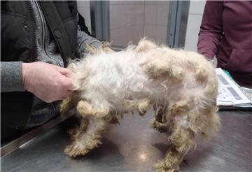 270 Hunde wurden vom Fachdienst Veterinär- und Lebensmittelüberwachung in einer Schermbecker Hundezucht beschlagnahmt.