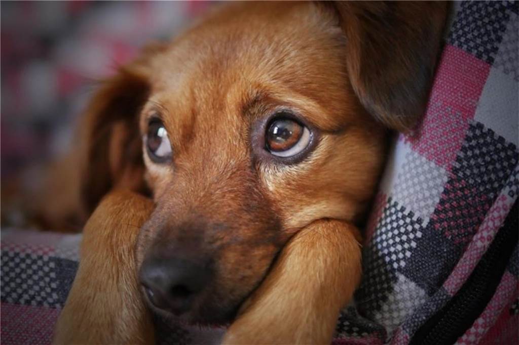 Beliebtes Haustier lässt Gemeindekasse fünfstellig klingeln Ein Hund liegt auf einem Sofa