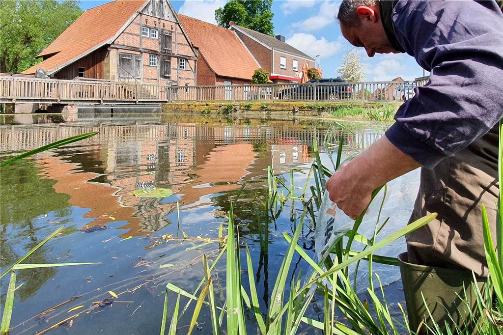 Ökologisches Experiment: Eine ganz besondere Fischart für die Dinkel 500 Quappen wurden oberhalb der historischen Wassermühle und 500 unterhalb in die Dinkel gesetzt.