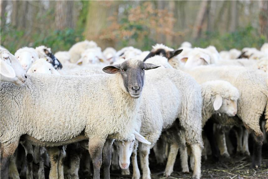 500 Schafe grasen zwischen Selm und Olfen 500 Schafe grasen momentan zwischen Olfen und Selm an der B236. Zu Fuß führt Schäfer Elias Konze die Herde von Fläche zu Fläche.