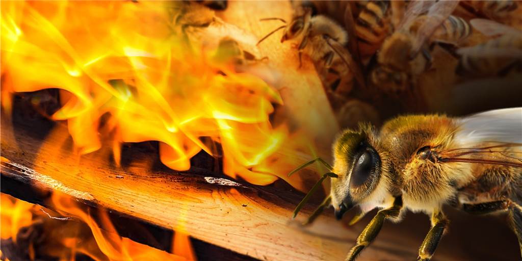 50.000 Bienen sterben im Feuer: War ein Brandstifter am Werk? 50.000 Bienen starben in den Flammen. Nur ein glücklicher Umstand verhinderte noch Schlimmeres.