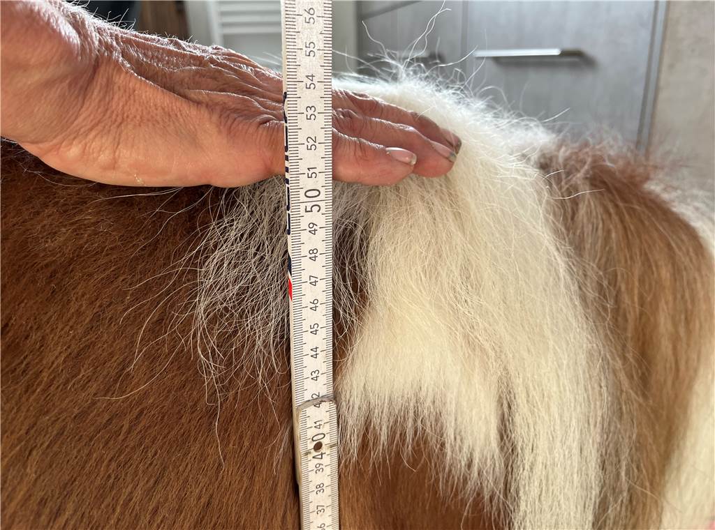 Pumuckel (2) ist das kleinste Pony der Welt – und ein riesiger Medien-Star Mit einem Zollstock wird es überprüft: Mini-Pony Pumuckel ist 52 Zentimeter groß bzw. klein.