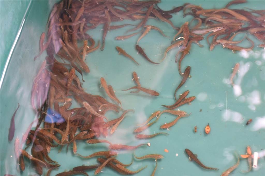 Nach großem Fischsterben durch Gülle-Unfall: Endlich wieder Leben in der Horne 700 dieser Quappen hat der Angelverein Lippetal in die Horne eingesetzt.