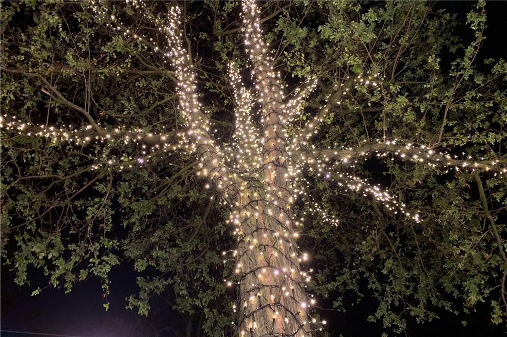 Straßenbeleuchtung fällt dieses Jahr in Ickern anders aus Ein illuminierter Baum in Ickern.