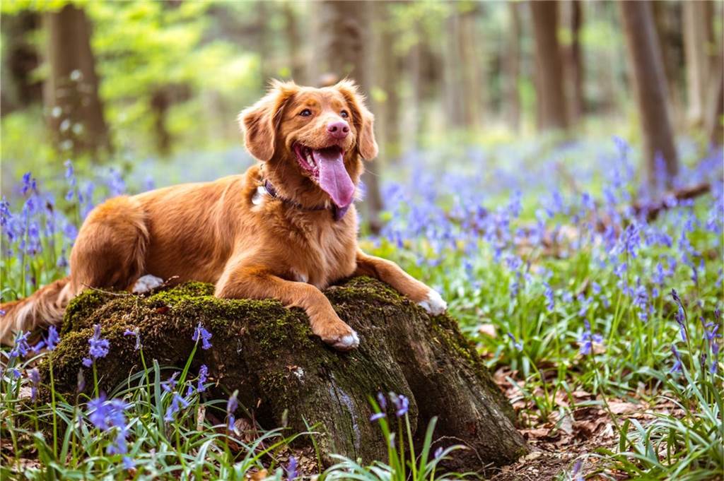 Ab und an muss sich auch der fitteste Wanderhund ein Päuschen gönnen.