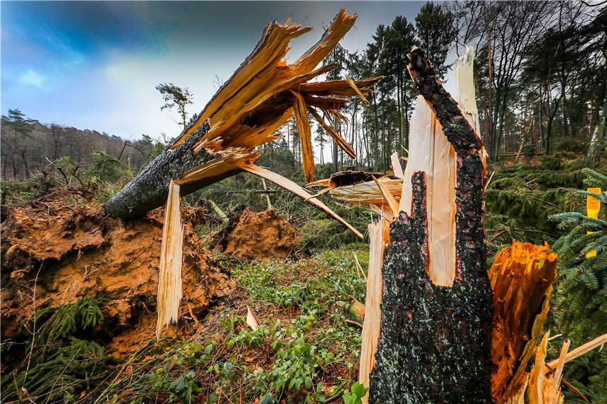 Letzte Spuren von Sturmtief „Friederike“ beseitigt, doch dem Wald drohen neue Gefahren Abgebrochene oder entwurzelte Bäume so weit das Auge reicht: So sah es nach „Friederike“ in vielen Dortmunder Wädern aus.