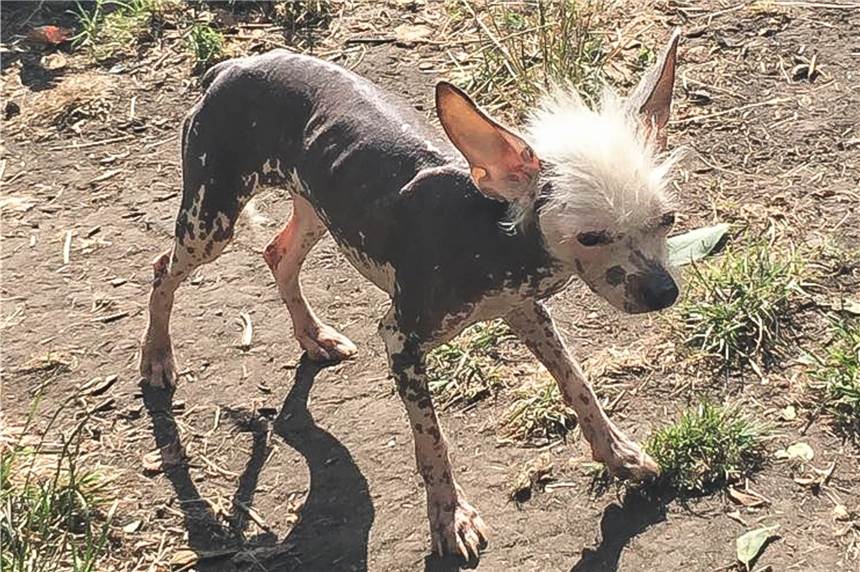 13 Hunde auf 6 Quadratmetern eingesperrt - trotzdem darf Körnerin Rudel behalten Abgemagert war dieser Hund aus dem Rudel der Halterin.