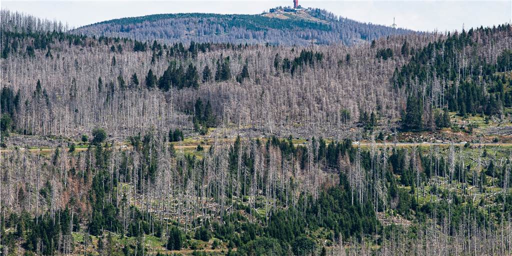 Wenn die Heimat vertrocknet: Kampf ums Wasser in Deutschland Niedersachsens höchster Berg, der Wurmberg bei Braunlage, ist mit dem Wurmberg-Turm hinter zahlreichen abgestorbenen Fichten zu sehen.