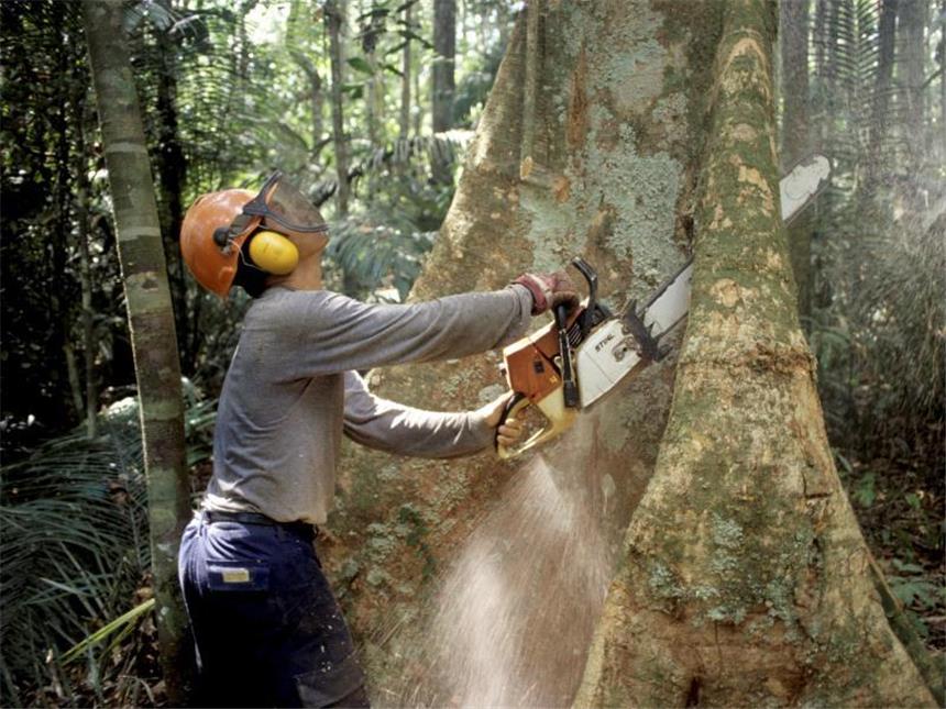 EU kämpft in Paris hart für ehrgeizige Klimaziele Abholzung am Amazonas: Jedes Jahr verschwinden 13 Millionen Hektar Wald ? das entspricht in etwa der Fläche Griechenlands. Foto: Werner Rudhart/Archiv