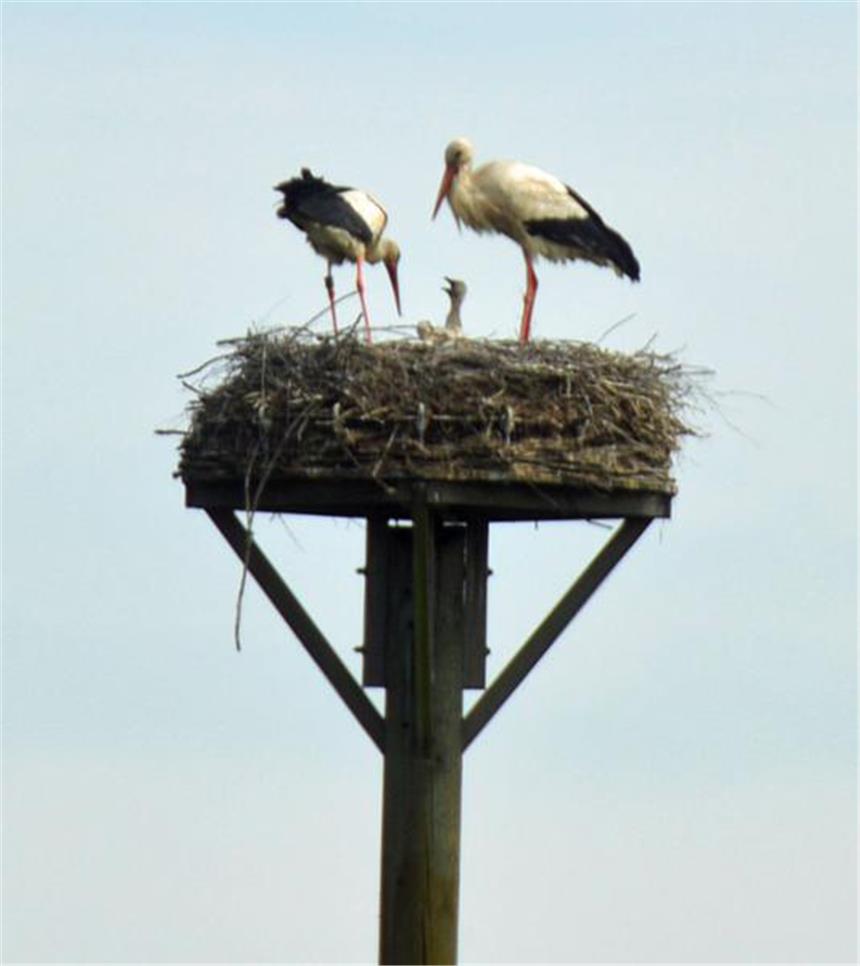 Erste Störche sind schon zurück im Westen Ablösung bei der Fütterung. Ein junger Storch ist zu sehen. Das Bild stammt aus 2013.