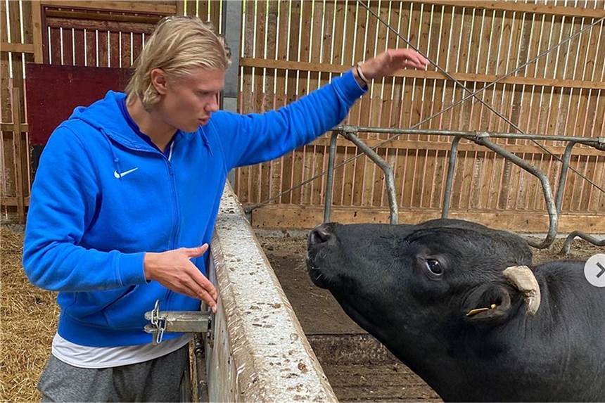 BVB-Torjäger Erling Haaland: Vom Stall zurück auf den Rasen Abstecher in die Heimat Norwegen: BVB-Torjäger Erling Haaland.
