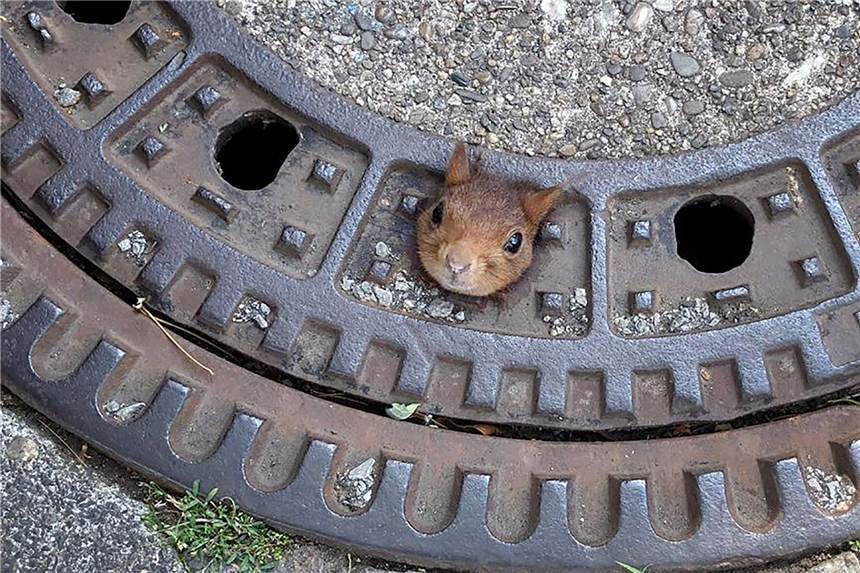 Eichhörnchen steckt in Gulli fest: Feuerwehr rückt zu kuriosem Einsatz aus Ach herrje: Ein Eichhörnchen, das sich nicht mehr aus seiner misslichen Lage befreien konnte, musste in Werne aus einem Gullideckel befreit werden.