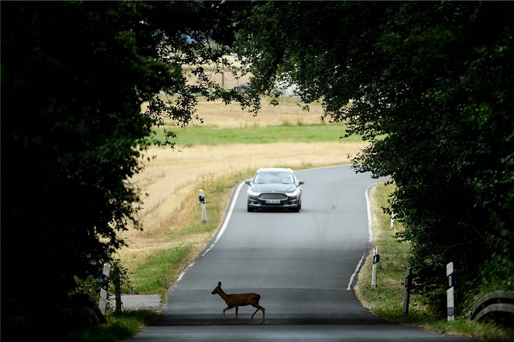 Achtung Reh! Schön langsam fahren und mit Nachzüglern im Wildwechsel rechnen.