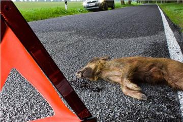 Achtung, Wildunfall: Kollidieren Autofahrer mit einem Wildtier, müssen sie die Unfallstelle absichern und informieren am besten die Polizei. Foto: Patrick Pleul