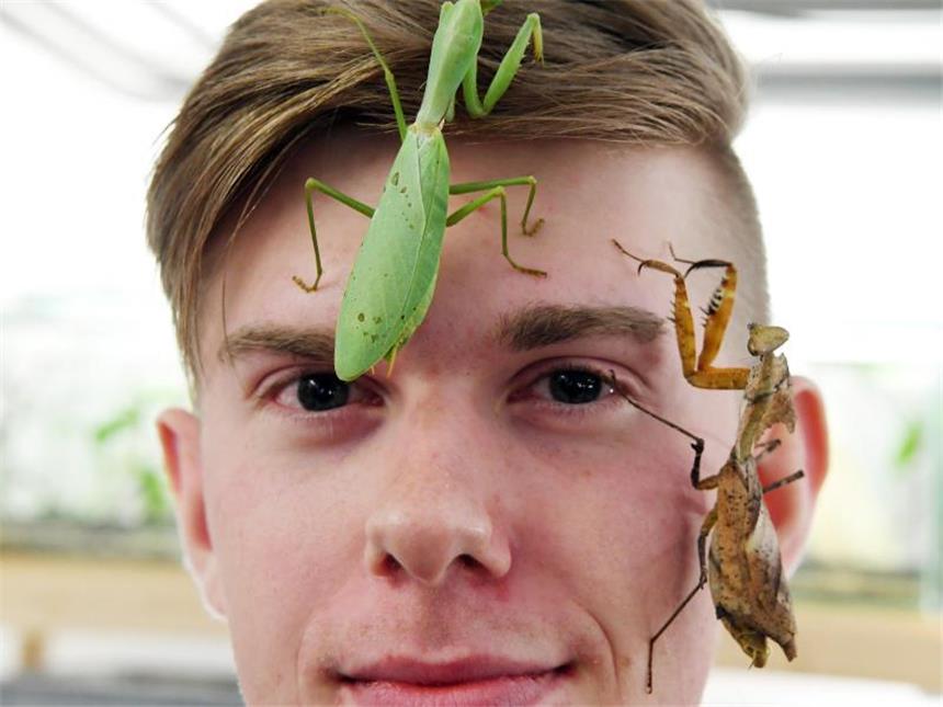 Ein Insektenzüchter als Internet-Star Adrian Kozakiewicz ist von Gottesanbeterinnen fasziniert. Foto: Uli Deck