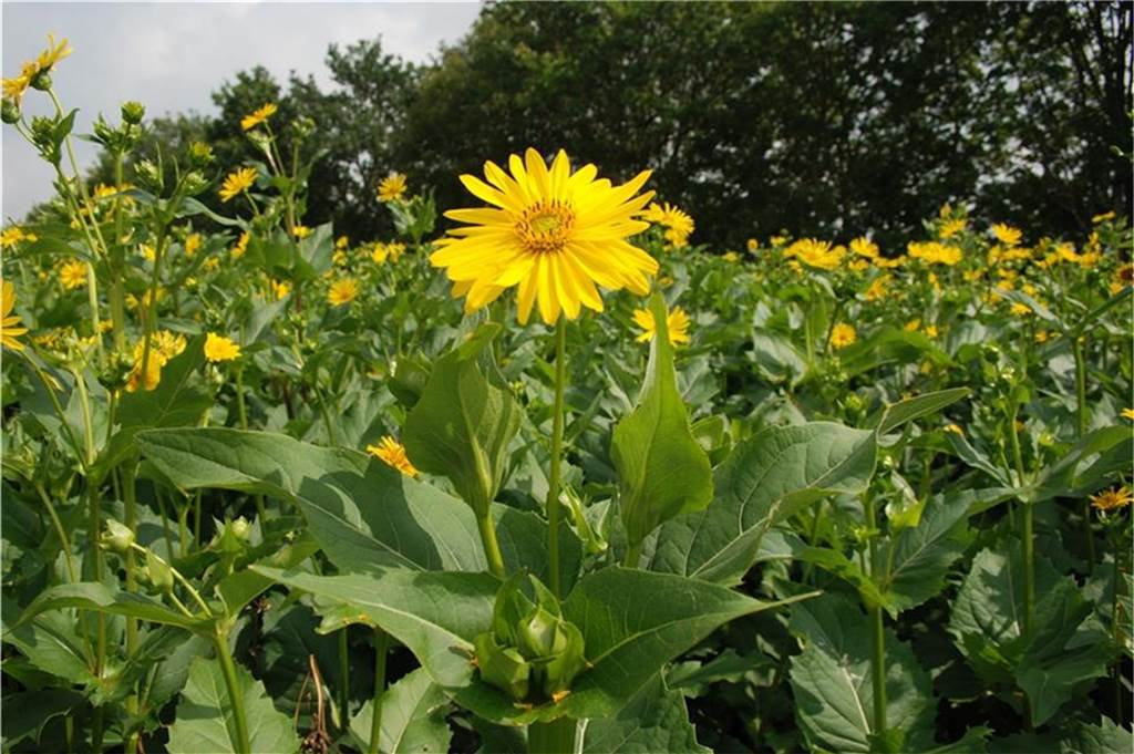 Hof Hubbeling in Doemern ist jetzt „Leitbetrieb Biodiversität“ Ähnelt der Sonnenblume: die Durchwachsene Silphie.