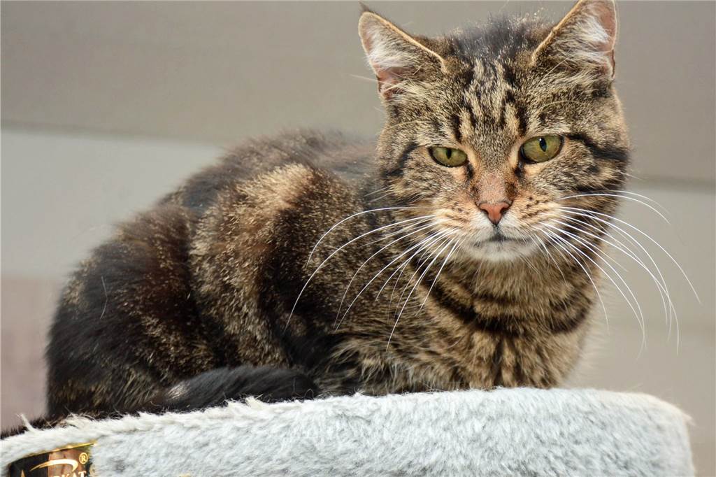 Obergrenze erreicht: Warum immer mehr Katzenbabys im Tierheim Dorsten landen Ältere Katzen beäugen argwöhnisch den zahlreichen Nachwuchs.