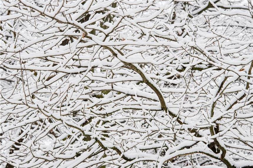 Comeback des Winters: es drohen Schneeverwehungen Äste sind von Schnee bedeckt. Foto: Patrick Pleul/Archiv