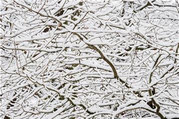 Äste sind von Schnee bedeckt. Foto: Patrick Pleul/Archiv