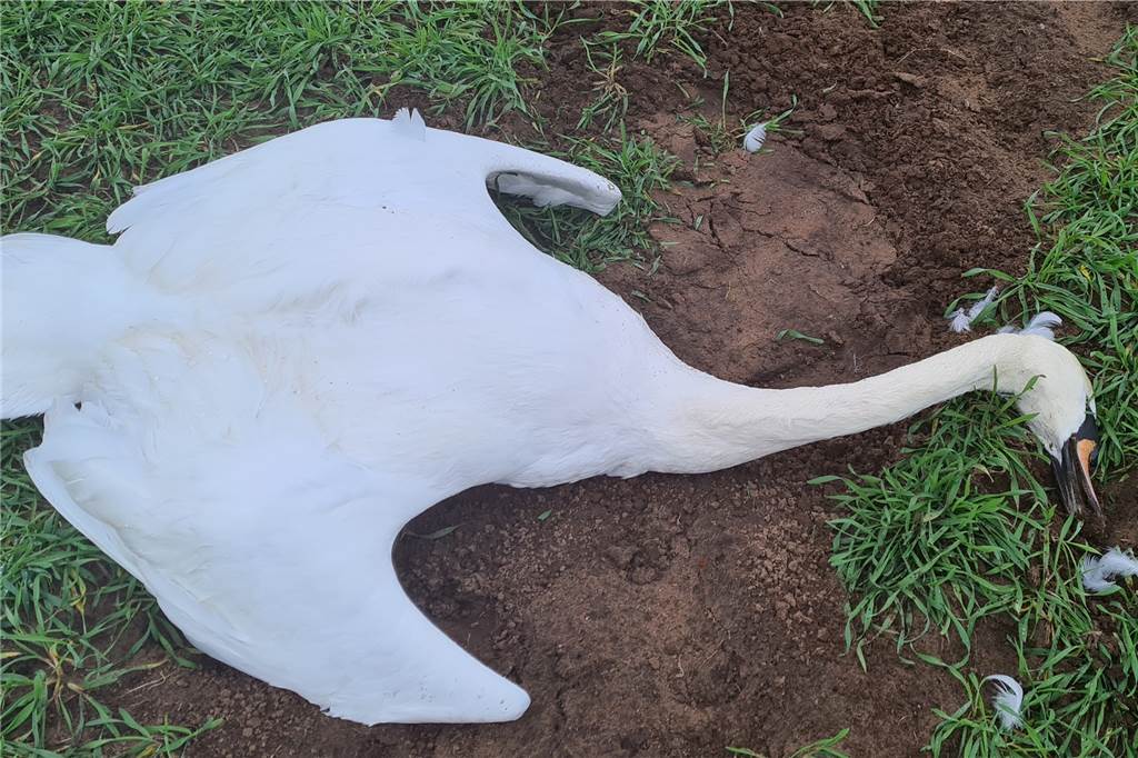 Äußerlich weist der Schwan, so wie er liegt, keine erkennbaren Verletzungen auf. Der Kreis Borken wird jetzt die Todesursache untersuchen lassen.