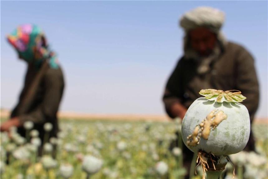 Noch nie so viel Drogenkonsum wie heute Afghanische Bauern ziehen auf einem Mohnfeld rohes Opium zur Heroinproduktion ab. Foto: Watan Yar/Archiv