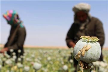 Afghanische Bauern ziehen auf einem Mohnfeld rohes Opium zur Heroinproduktion ab. Foto: Watan Yar/Archiv