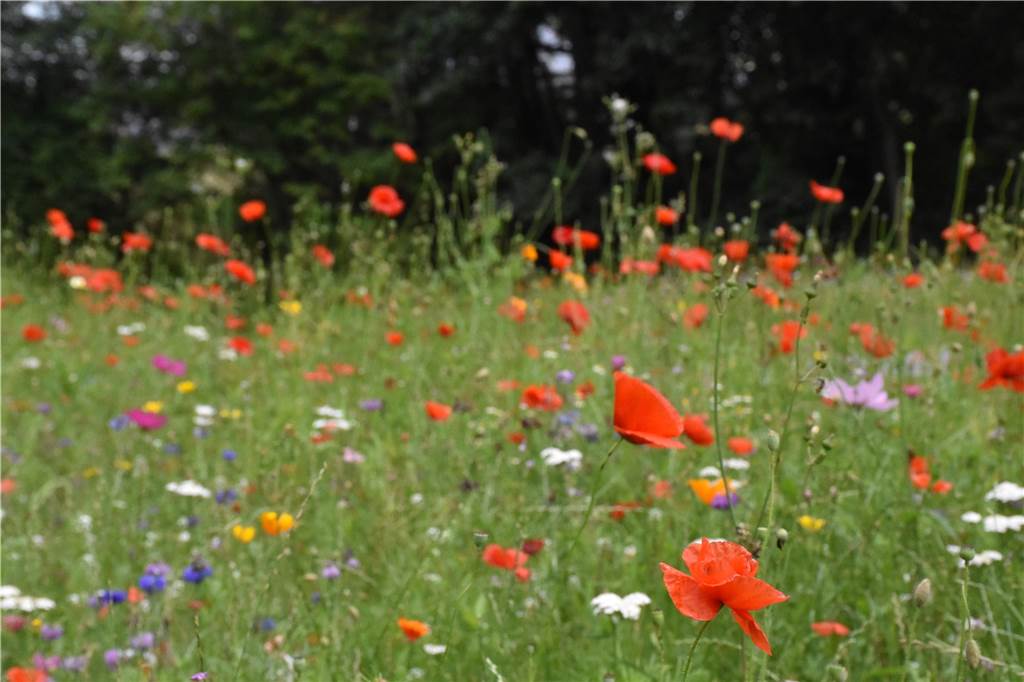 Ahaus blüht auf: Anwohner von Wildblumenstreifen begeistert Ahaus blüht aktuell an vielen Stellen auf.