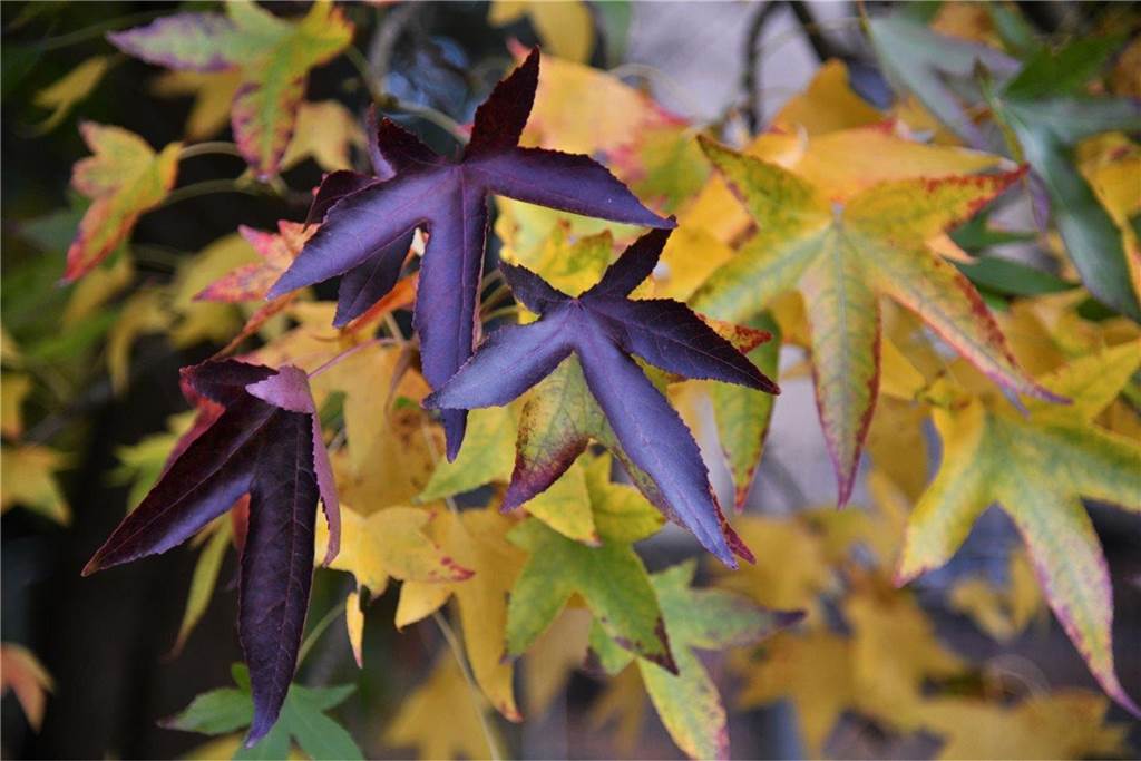 Ahornblätter im Herbst.