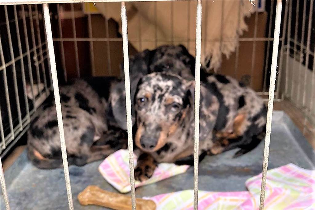 Illegaler Hundehandel? Arche 90 kämpft um sechs Dackel-Welpen Aktuell sind die Dackel-Welpen im städtischen Tierheim in Dorstfeld untergebracht.