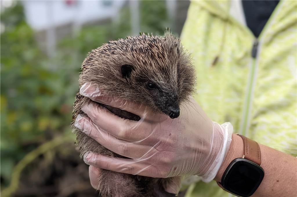 Bis zu 30 Anrufe pro Tag: Igelhilfe Dorsten am Limit Aktuell sind viele Igel sehr krank, da sie während der langen Trockenheit im Sommer verseuchtes Wasser getrunken haben.