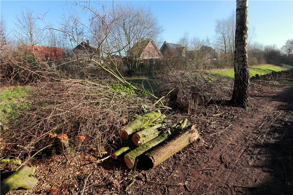 „Kahlschlag“ am Ölbach sorgt für Entsetzen bei Spaziergängern – warum er trotzdem sein muss Alle 50 Meter bleibt ein großer Baum stehen, sonst wird das Gehölz zurückgeschnitten beim „Auf den Stock setzen" der Hecke am Roten Weg entlang des Ölbachs zwischen Schelver Diek und Haydnstraße.
