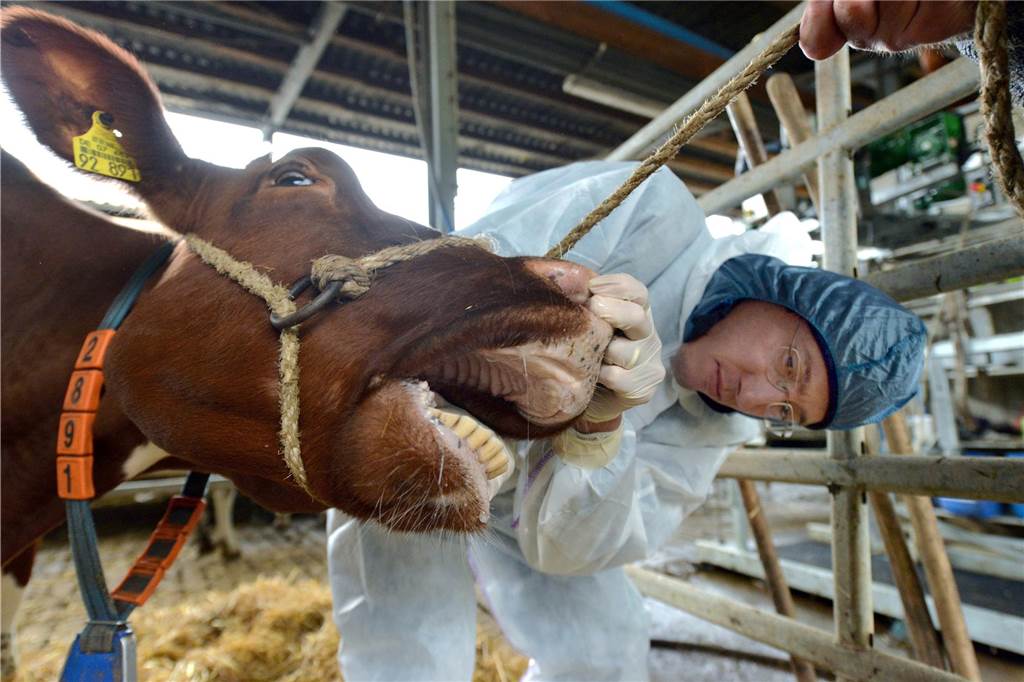 Landwirt und Kreis geben Auskunft über MKS: Alle getesteten Tiere negativ Symbolbild, Tierarzt untersucht eine Kuh.