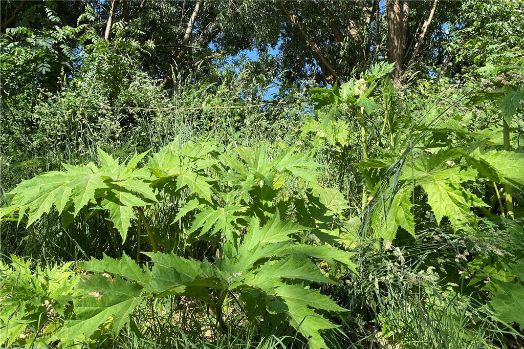 Gefahr für Spaziergänger im Dortmunder Westen: Giftige Pflanze am Wegesrand Bärenklau-Pflanzen an einem Spazierweg in Lütgendortmund