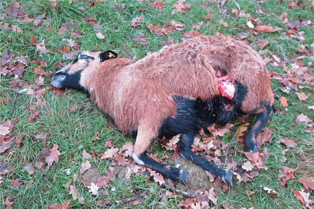 Alles sieht nach einem Wolfsriss aus Alles sieht nach einem Wolfsriss aus.
