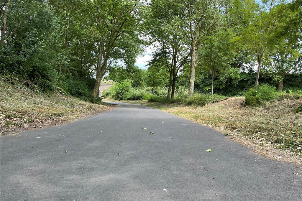Giftige Pflanze wuchs an Spazierweg: Gefahr auch nach Rodung nicht ganz gebannt Am Mergelkopfweg in Lütgendortmund wurde der Riesen-Bärenklau großflächig gerodet.
