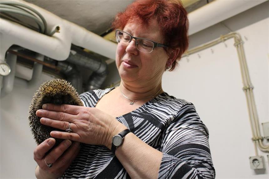 Igel-Notruf rettet verletzte Tiere Almuth Riedel kümmert sich um vernachlässigte Igel.