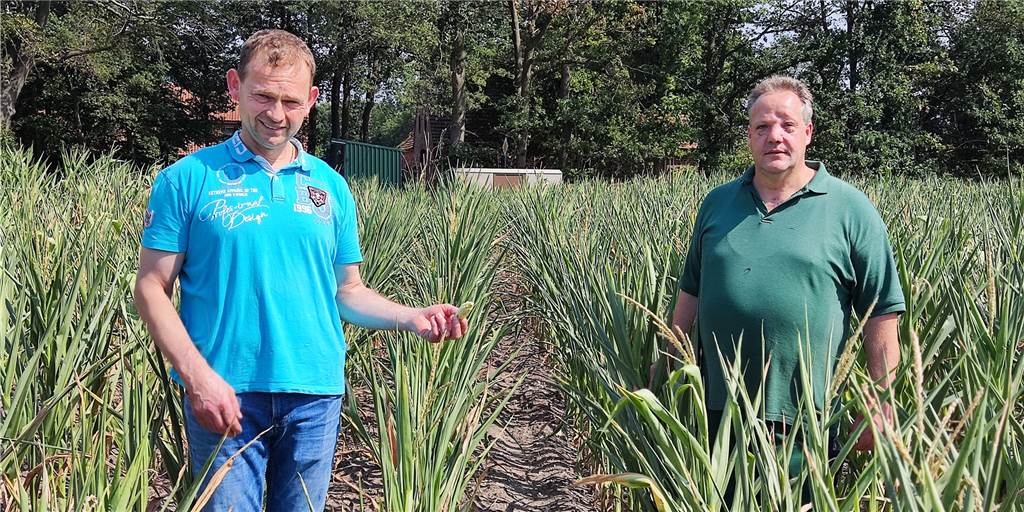 Ahauser Landwirte bangen um Maisernte und denken über Alternativen nach Alois Voß (l.) und Markus Voß stehen auf einem Maisfeld, bei dem ihnen die Pflanzen nicht einmal bis zum Bauch reichen und, wenn überhaupt, sehr kleine Früchte tragen. So sehen derzeit viele Maisfelder in der Region aus.