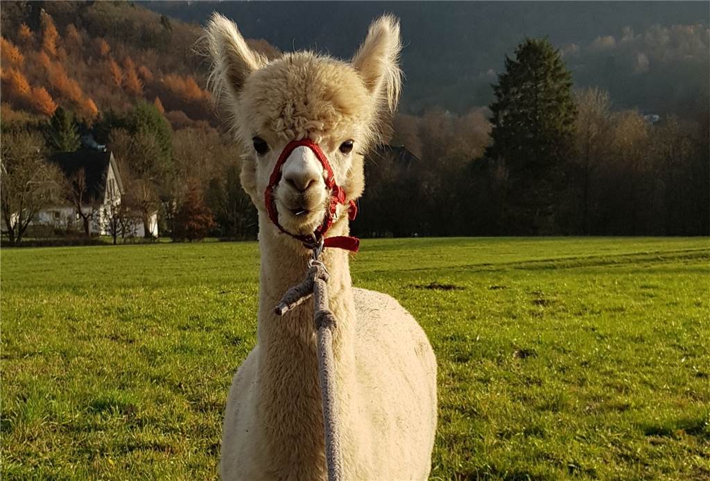 Alpakas in Castrop-Rauxel: Kathrin Wegner bietet tiergestützte Pädagogik Alpaka Amber ist das jüngste Alpaka der Crew.